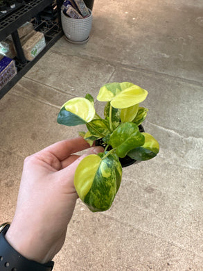 Philodendron Burle Marx Variegata 2