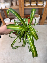 Load image into Gallery viewer, Chlorophytum c. &#39;Bonnie&#39; 4&quot; - Curly Spider Plant