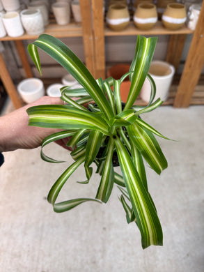 Chlorophytum c. 'Bonnie' 4