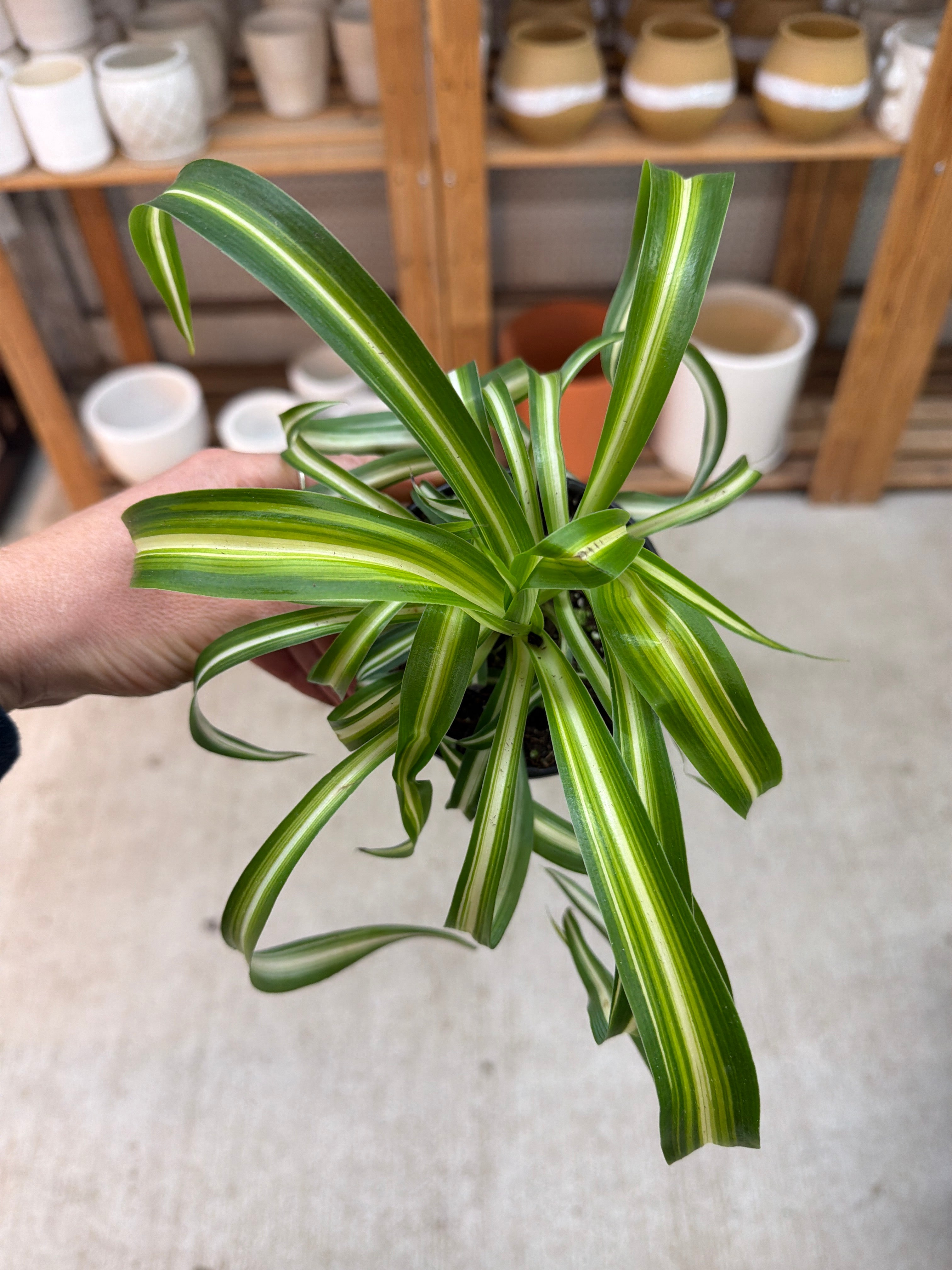 chlorophytum spider bonnie Chlorophytum c. 'Bonnie' 4"