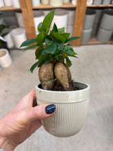 Load image into Gallery viewer, Ficus Ginseng 4" - Pot Bellied Fig