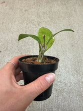 Load image into Gallery viewer, Hoya aceh gayo 2" - Wax Plant