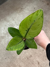 Load image into Gallery viewer, Homalomena  4&quot; - Queen of Hearts