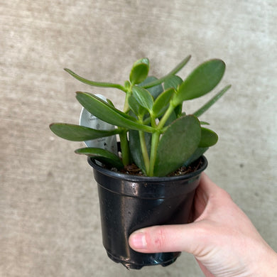 Crassula ovata 'Sunset' 4