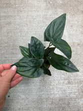 Load image into Gallery viewer, Syngonium Erythophyllum 4&quot; - Red Arrow