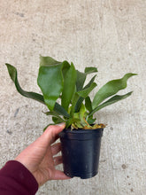 Load image into Gallery viewer, Staghorn Fern Netherlands 4"