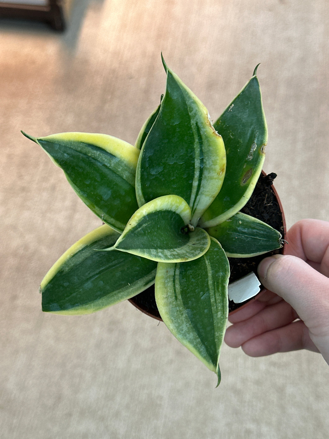 sansevieria hahnii pagoda Sansevieria Marginata Jade 4"