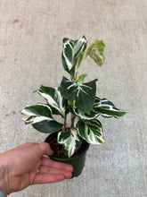 Load image into Gallery viewer, Calathea Stella 4"