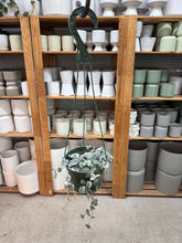 Load image into Gallery viewer, Ceropegia woodii variegated 5" HB - Variegated String of Hearts