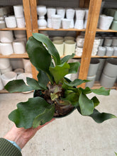 Load image into Gallery viewer, Platycerium sp. 6" - Staghorn Fern