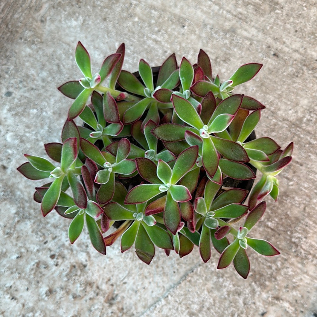Echeveria Ruby Slipper 6
