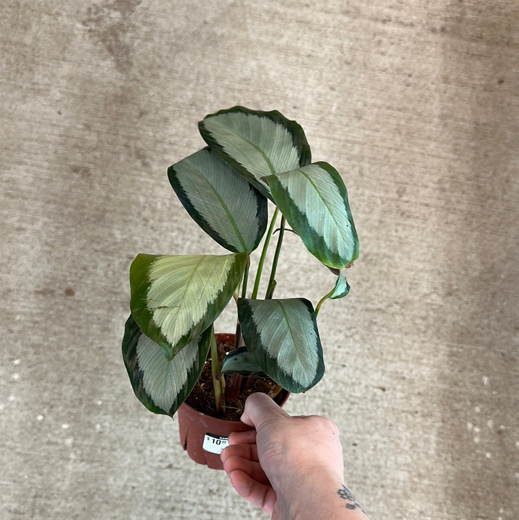 Calathea Picturata 4