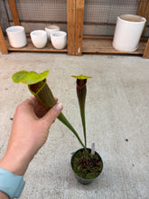 Load image into Gallery viewer, Sarracenia 5.5"