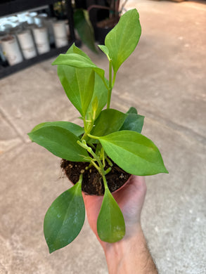 Hoya pachyclada 4