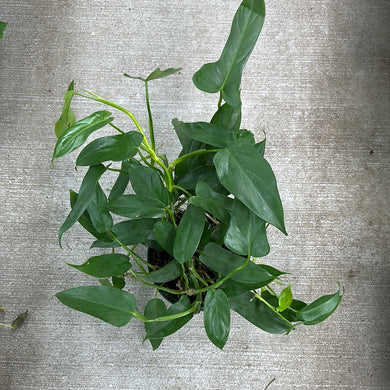 Philodendron Panduriforme 8