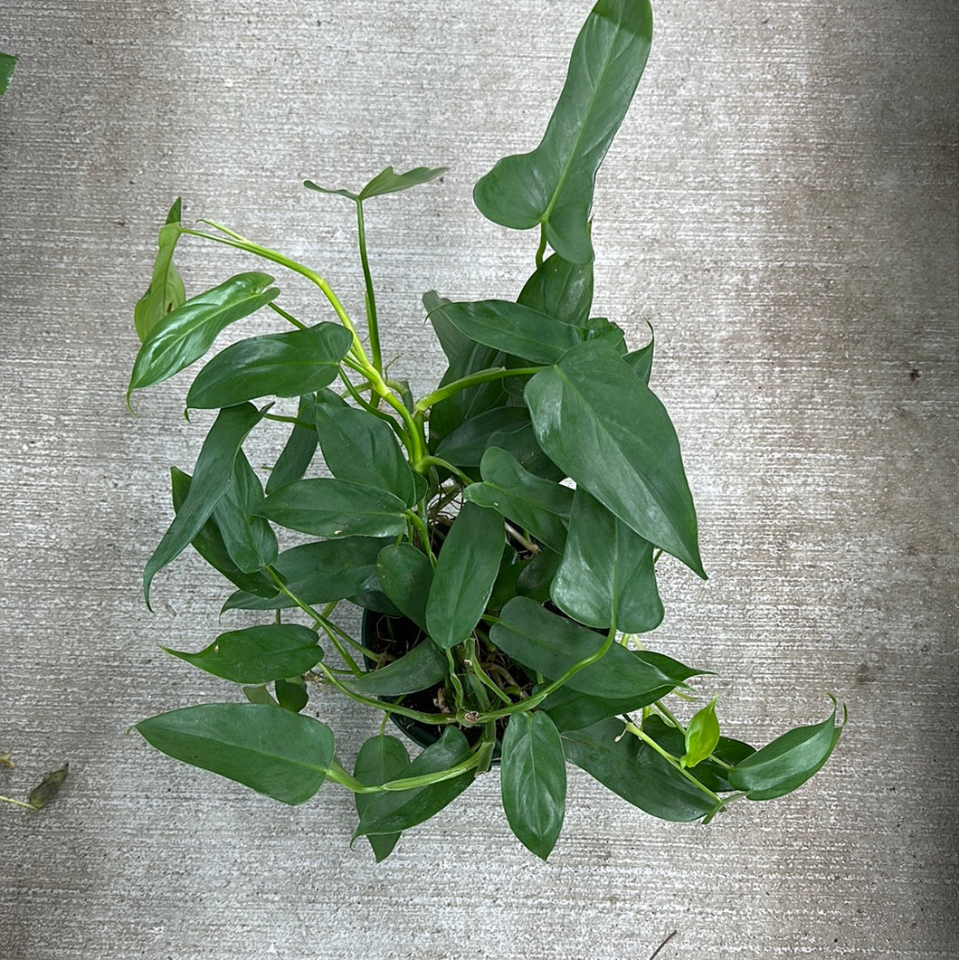 philodendron panduriforme Philodendron Panduriforme 8"