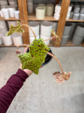 Load image into Gallery viewer, Begonia 'Dr. Block' 4"