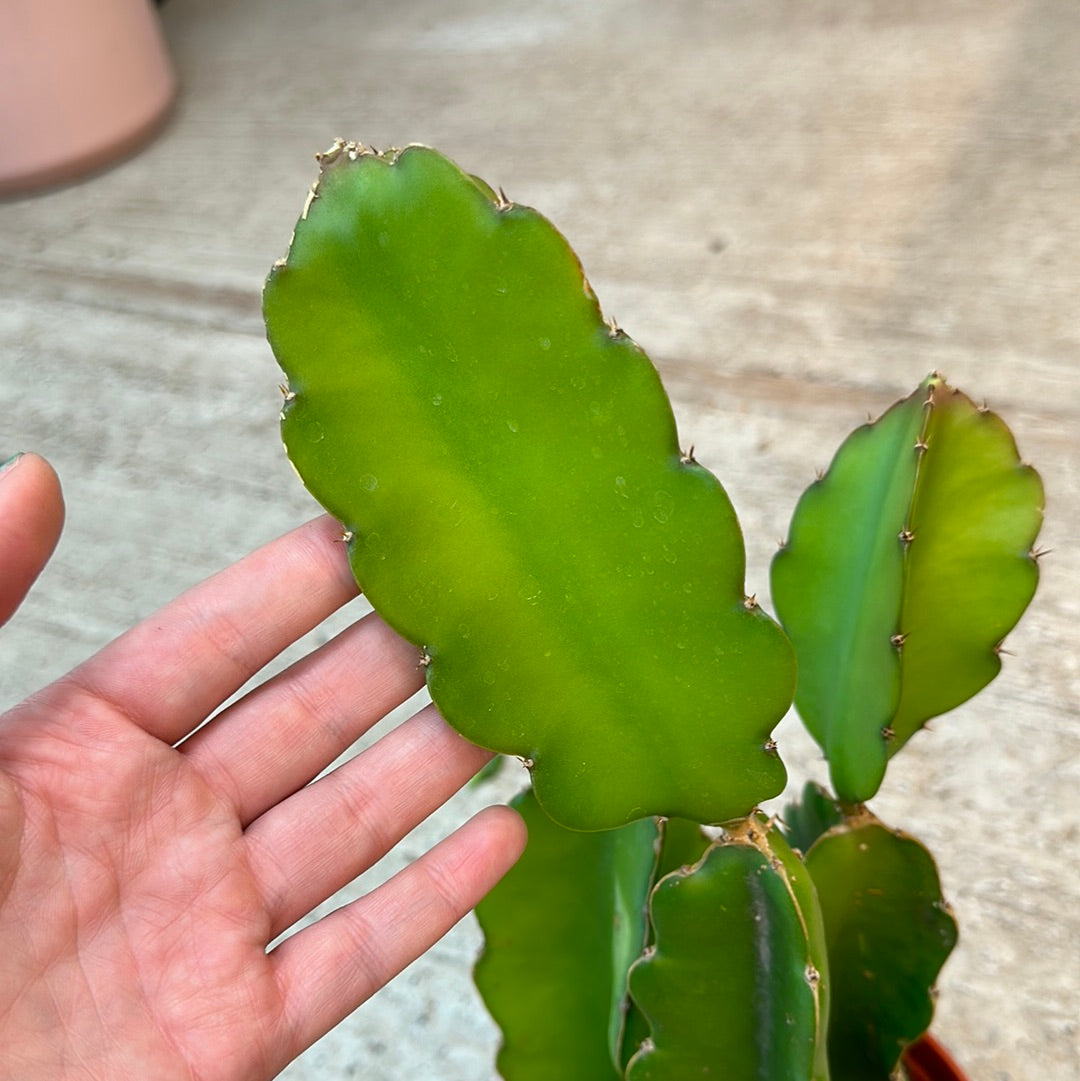 Selenicereus undatus 6