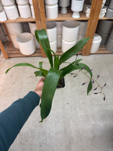 Load image into Gallery viewer, Oncidium Heaven Scent 'Sweet Baby' 4"