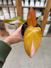 Load image into Gallery viewer, Philodendron Persimmon Princess 4"
