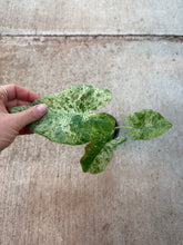 Load image into Gallery viewer, Alocasia odora &#39;Batik&#39; 4&quot; - Elephant Ear