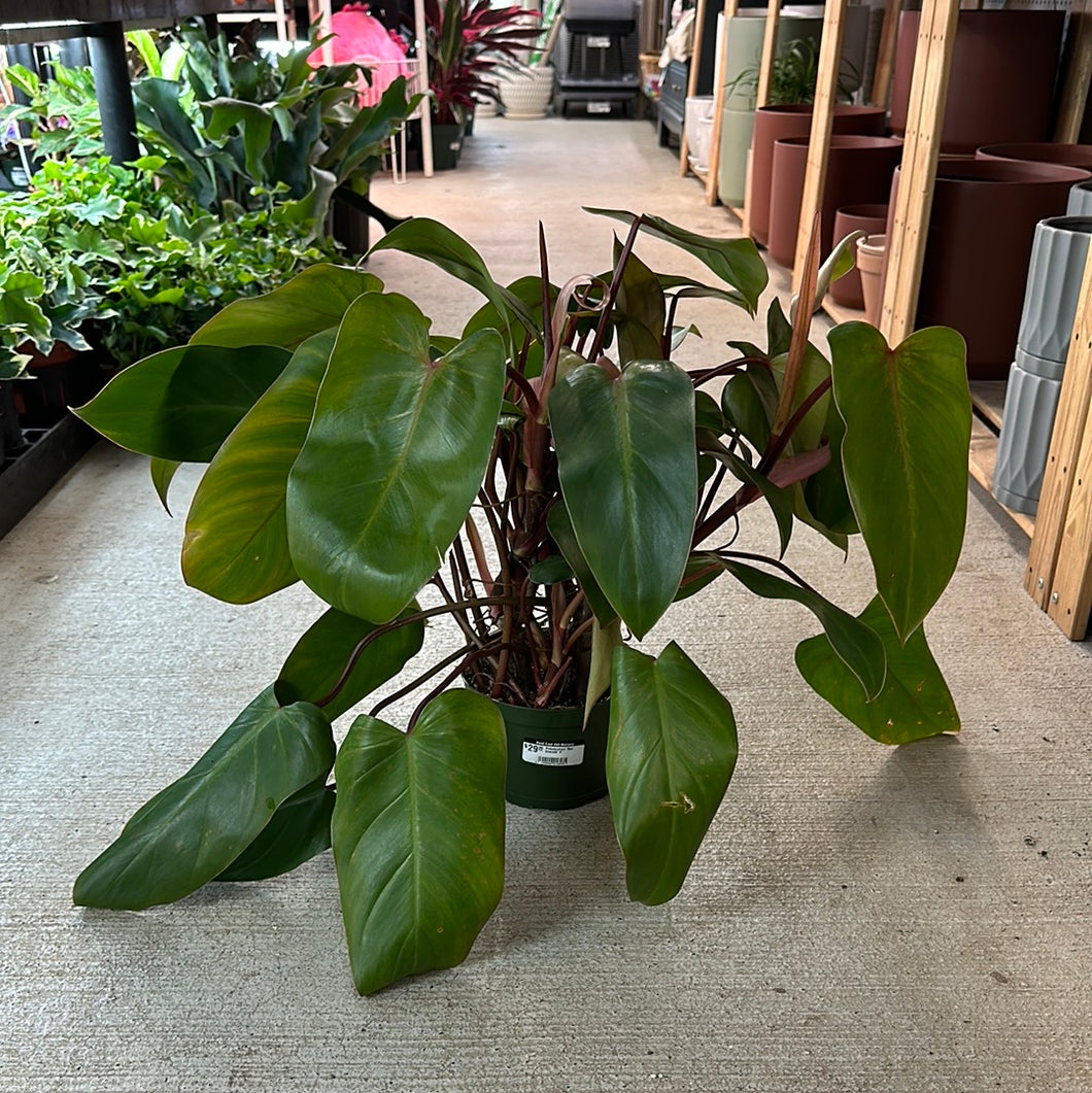 green emerald philodendron price Philodendron 'Red Emerald' 6"