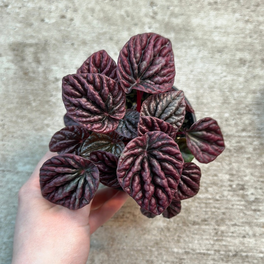 Peperomia carpetra 'Red Luna' 4
