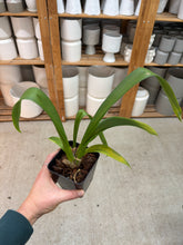 Load image into Gallery viewer, Oncidiopsis Celtic Sun x Burgundian Bizarro 4"