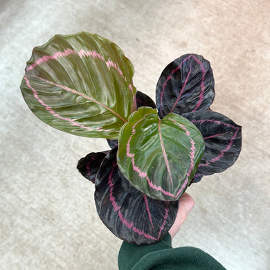 Calathea Dottie 4