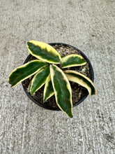 Load image into Gallery viewer, Hoya 'Krinkle 8 Albomarginata' 4" - Wax Plant