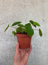 Load image into Gallery viewer, Pilea peperomioides 4" - Chinese Money Plant
