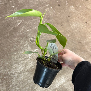 philodendron hastatum for sale Philodendron hastatum 4"