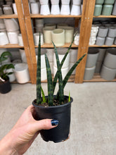 Load image into Gallery viewer, Sansevieria 'Mikado' 4" - Snakeplant