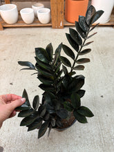 Load image into Gallery viewer, Zamioculcas zamiifolia &#39;Raven&#39; 10&quot; - Raven ZZ Plant
