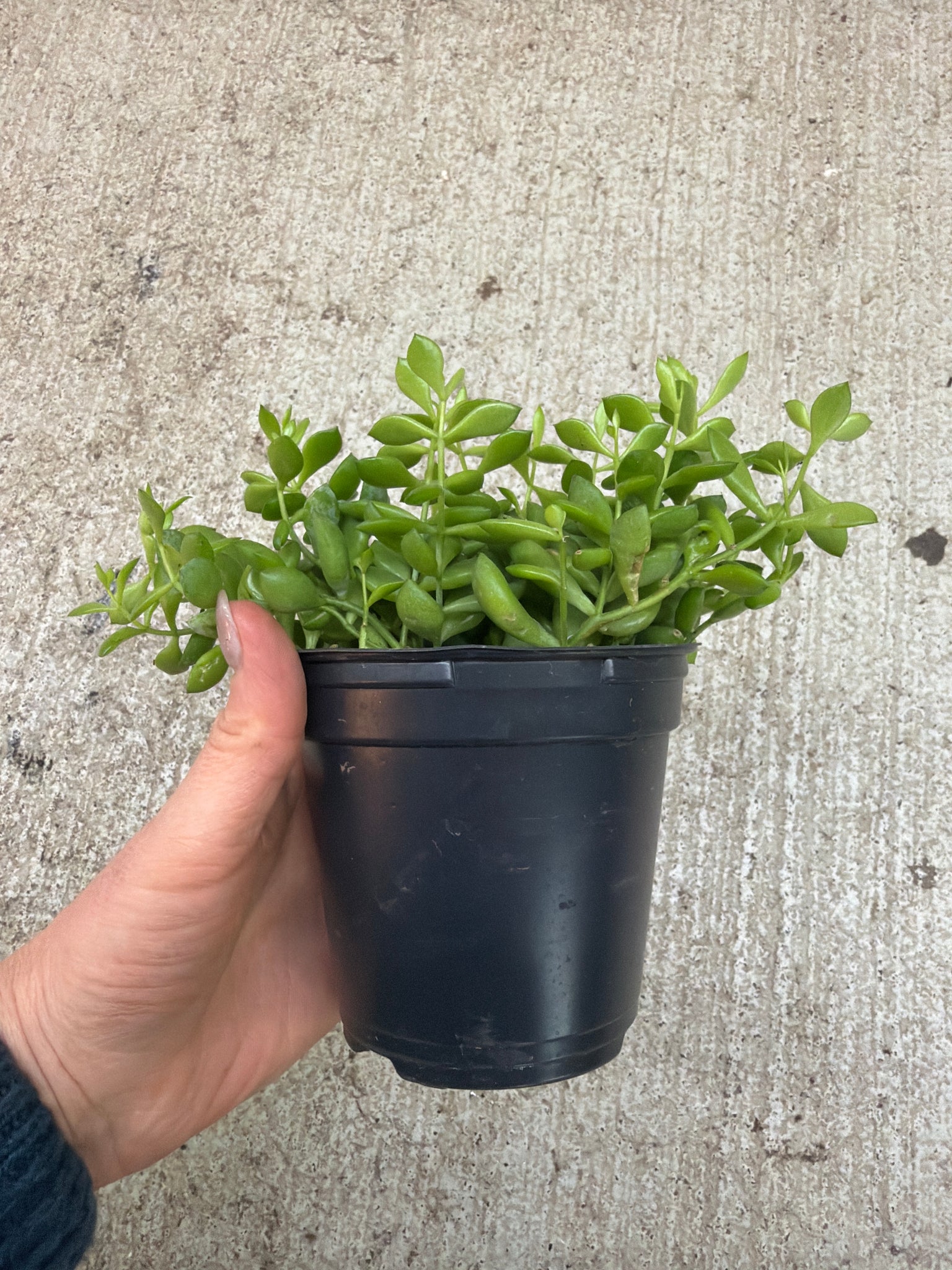 cliff cotyledon succulent Cotyledon pendens 4"