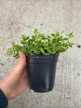 Load image into Gallery viewer, Cotyledon pendens 4" - Cliff Cotyledon