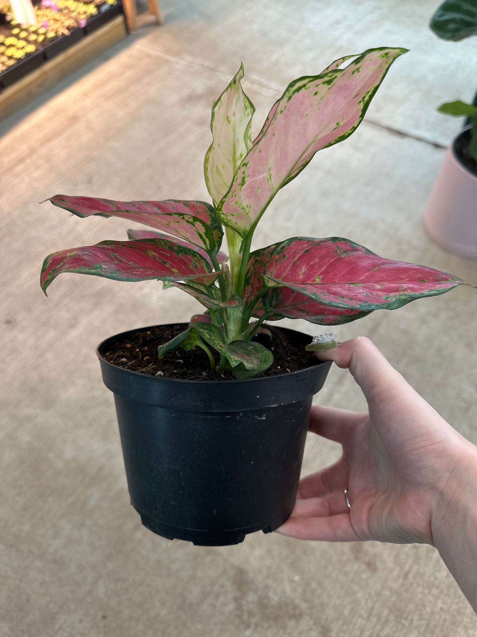 aglaonema in pon Aglaonema Red Diamond 6"