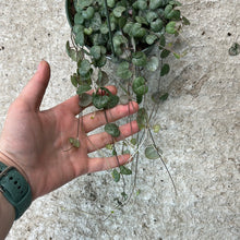 Load image into Gallery viewer, Ceropegia Woodii 5&quot; HB - String of Hearts