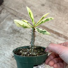 Load image into Gallery viewer, Euphorbia milii hybrid 4&quot; - Variegated Crown of Thorns