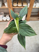 Load image into Gallery viewer, Philodendron Columbia 4"