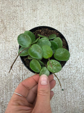 Load image into Gallery viewer, Hoya mathilde 4"