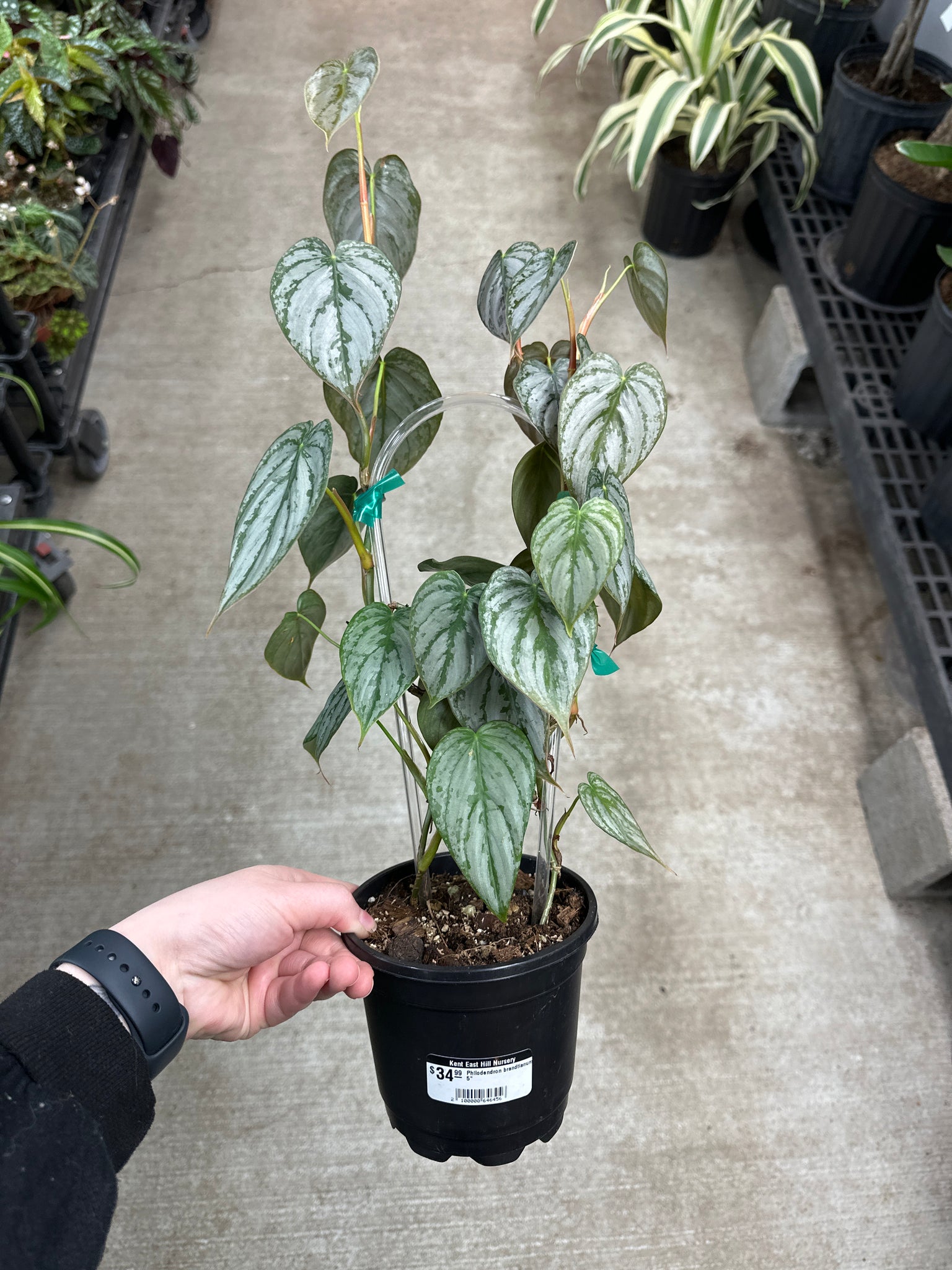 philodendron brandtianum price Philodendron brandtianum 5"