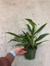 Load image into Gallery viewer, Epipremnum 'Amplissimum Silver' 6"