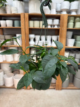 Load image into Gallery viewer, Hoya Multiflora 6"HB - Shooting Star Hoya