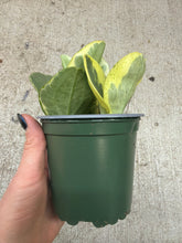 Load image into Gallery viewer, Peperomia Obtusifolia 4"