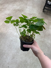Load image into Gallery viewer, Oxalis regnellii 4&quot; - Green Shamrock