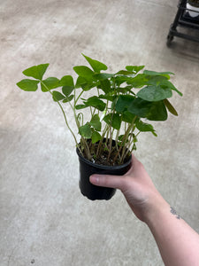 Oxalis regnellii 4" - Green Shamrock