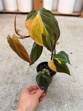 Load image into Gallery viewer, Philodendron micans Variegata 4"