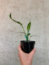 Load image into Gallery viewer, Anthurium sp. Morona 4&quot;