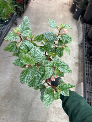 Begonia 'Snow Capped' 6